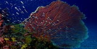 11654SOFT CORAL FROM RICH.jpg